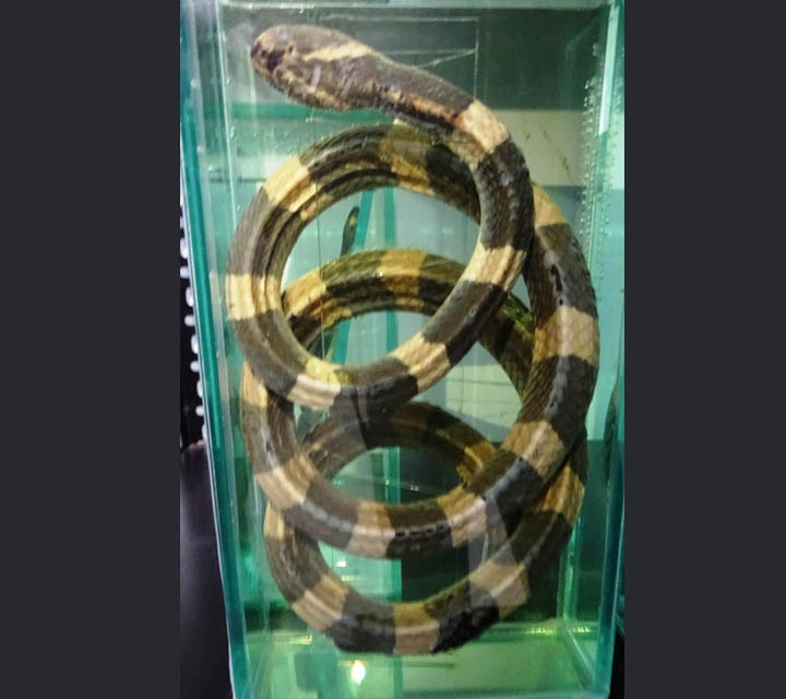 Reptiles