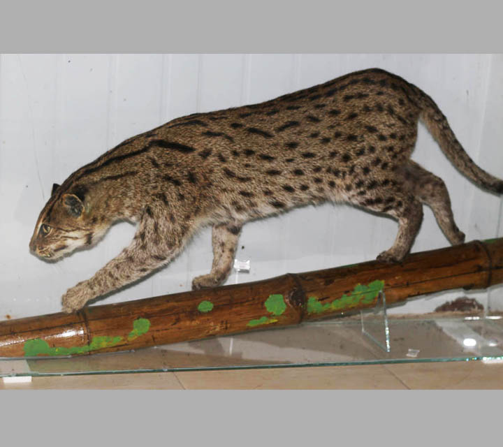 Mammals