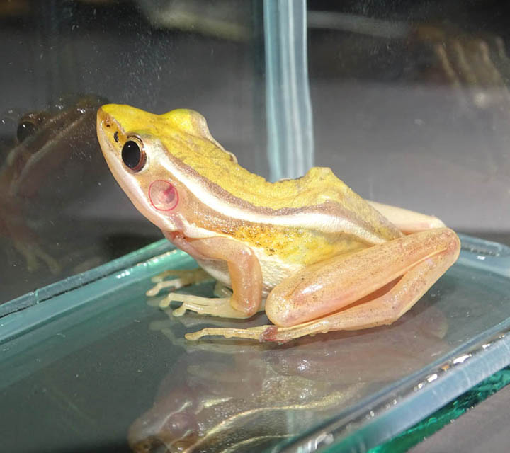 Amphibian