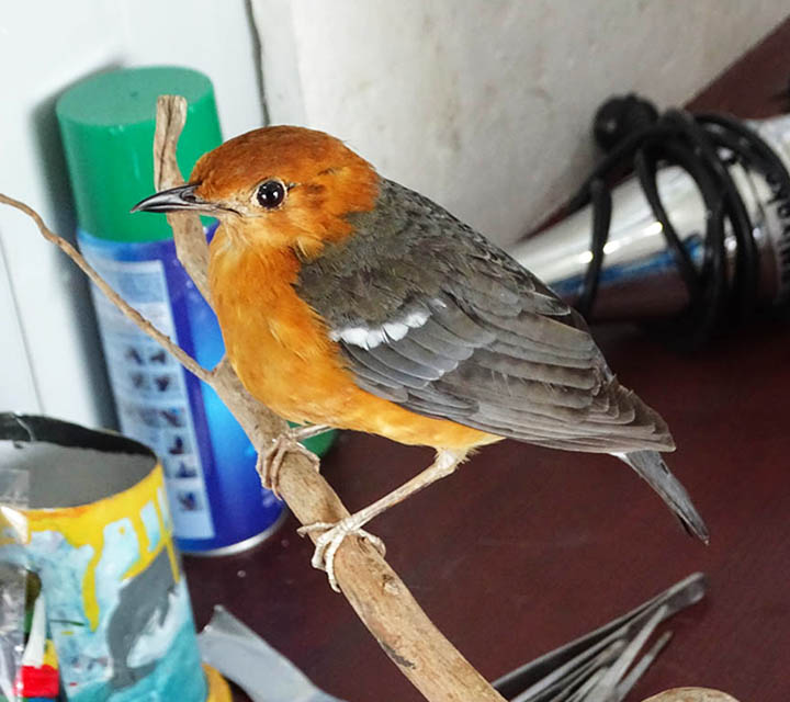 Birds