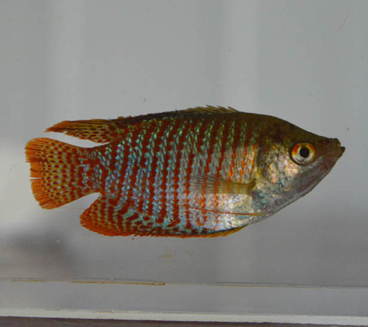 Dwarf Gaurami (Trichogaster lalius)