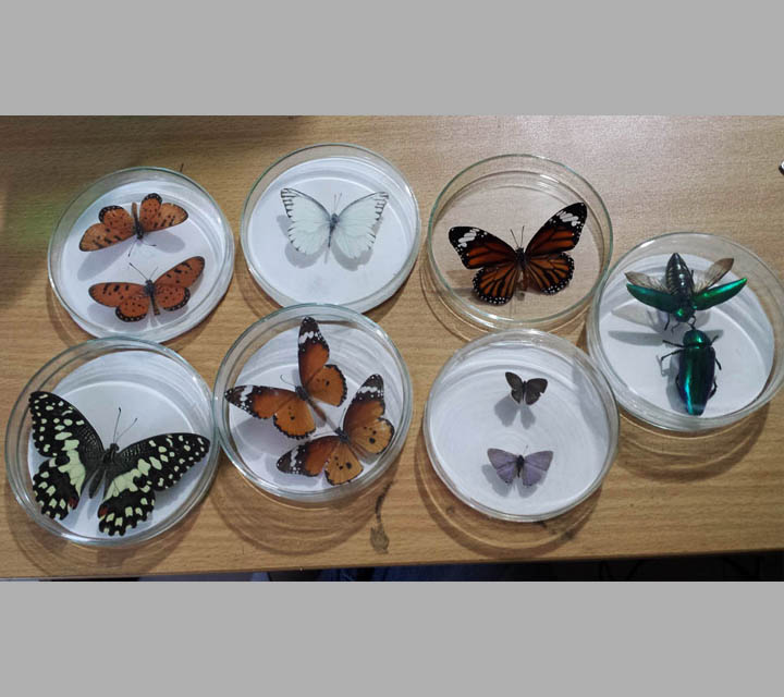 Arthropods collection