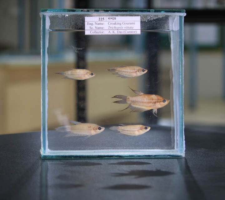 Croaking Gourami
