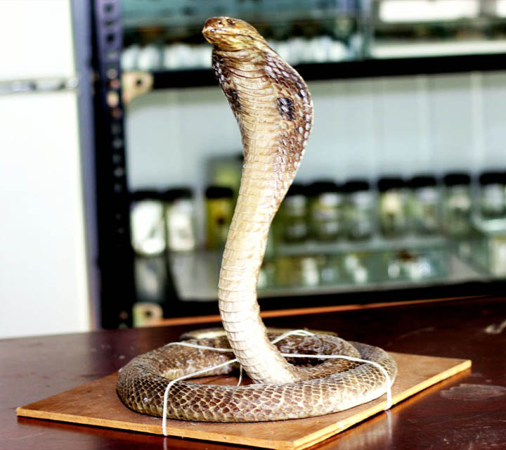 Reptiles collection