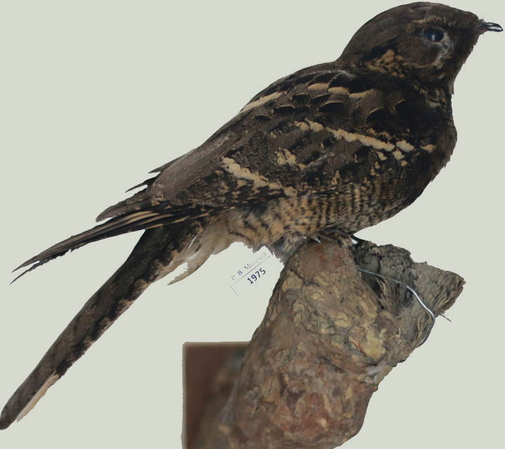 Large-tailed Nightjar