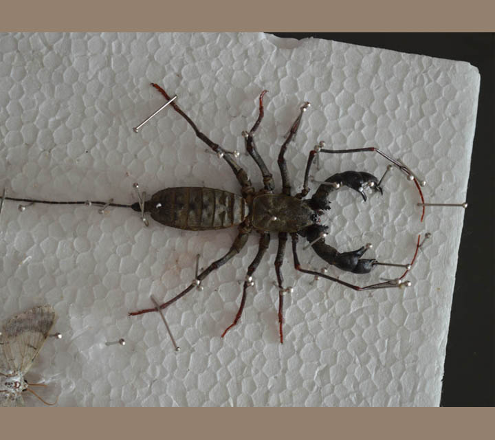 Whip Scorpion
