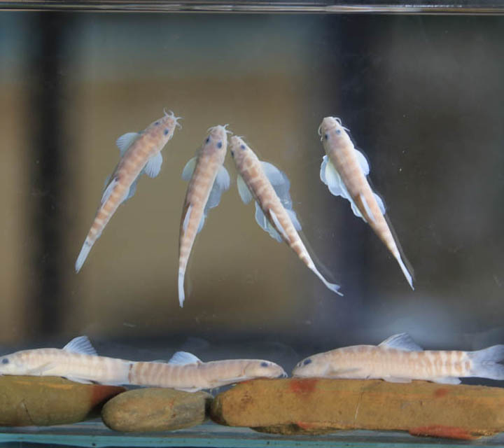 Creek Loach