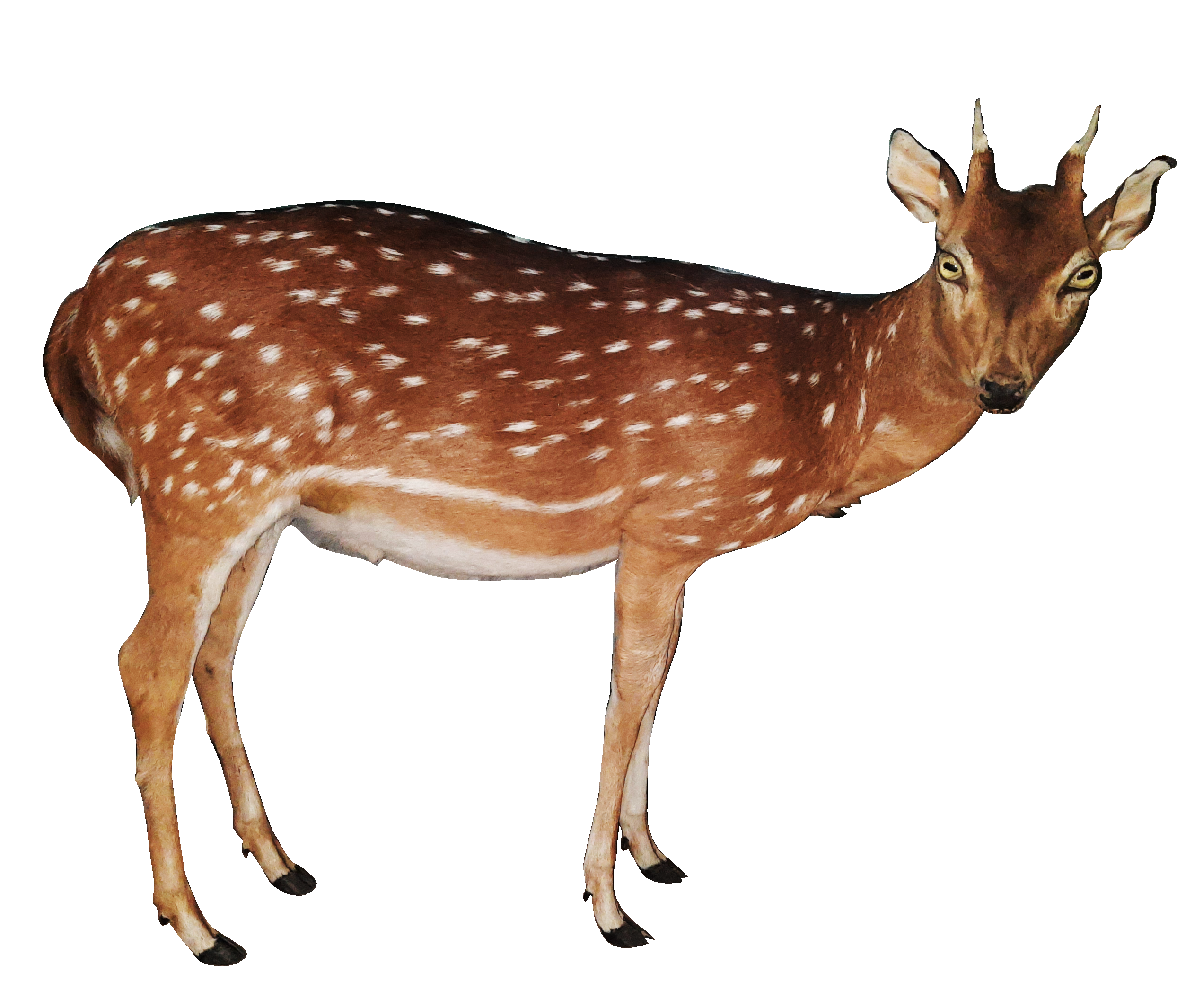 Spotted Deer