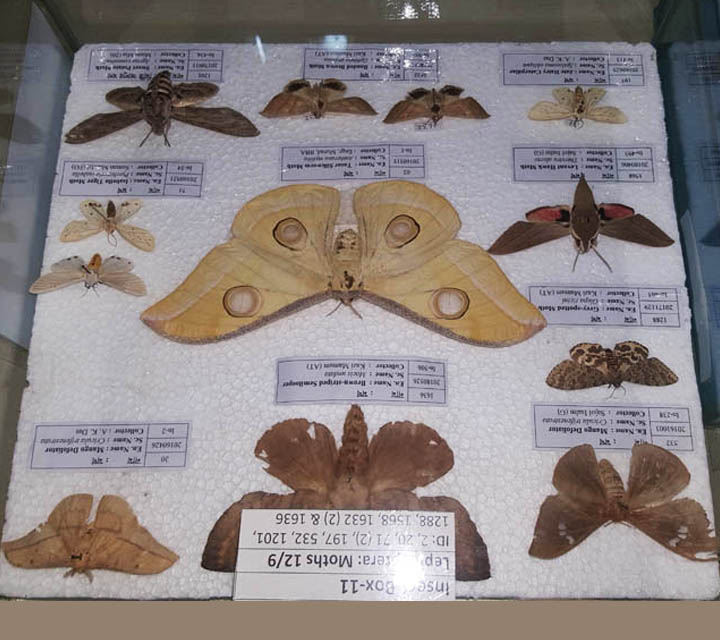 Butterfly Moths collection