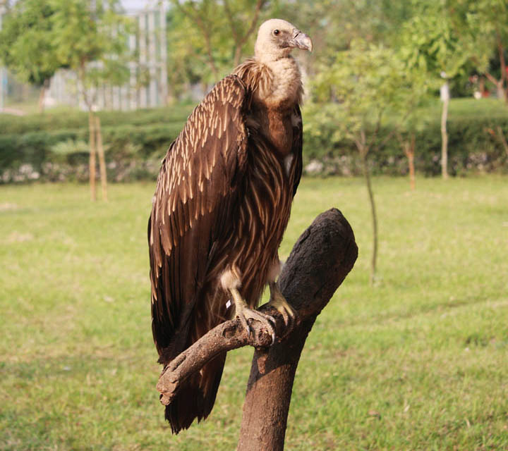 Himalayan Griffon