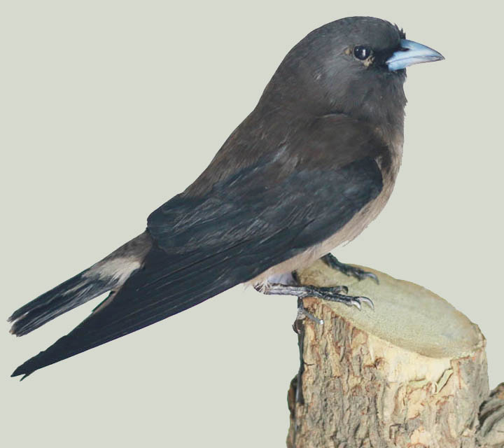 Ashy Woodswallow