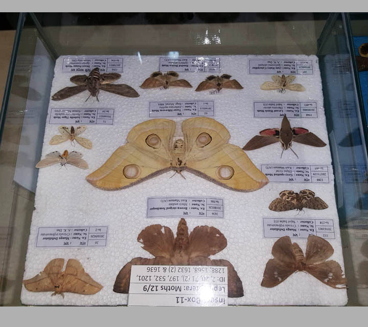 Arthropods collection