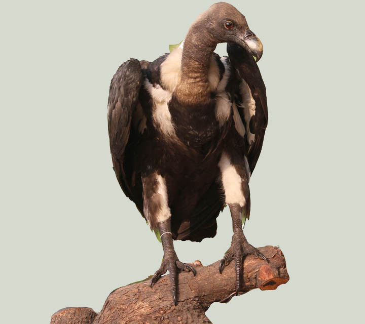 White-rumped Vulture