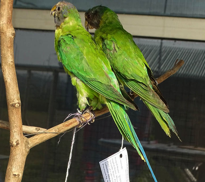 Parakeet