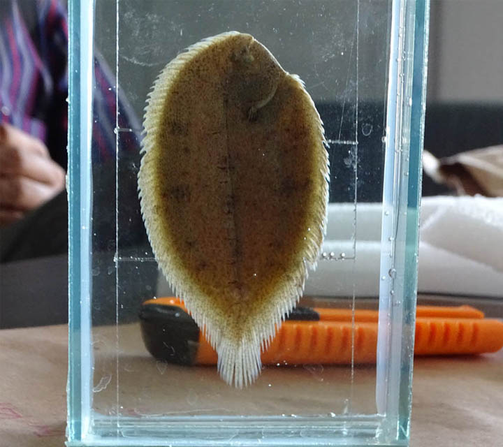Oriental Sole