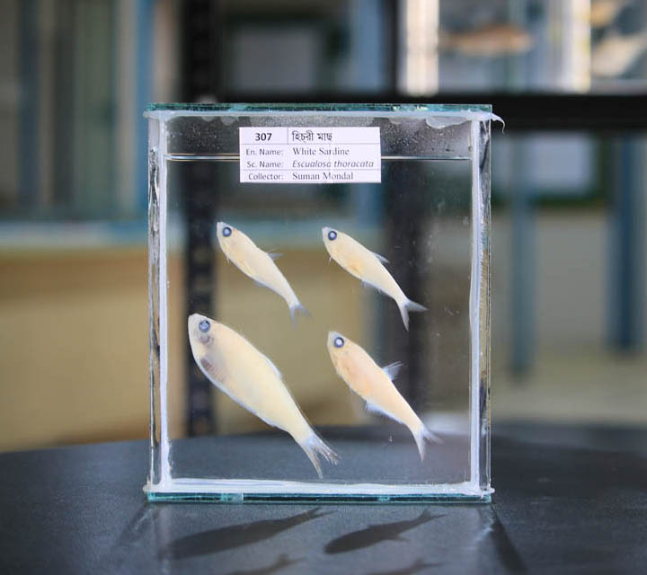 White Sardine