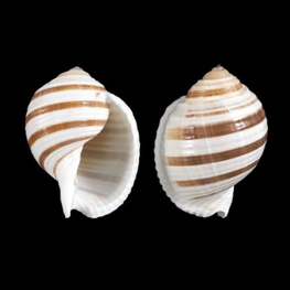 Banded Tun (Tonna sulcosa)