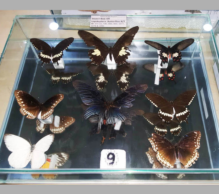Arthropods collection