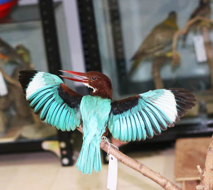 White-breasted Kingfisher