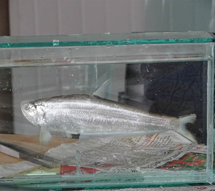 Gangetic Hairfin Anchovy (Setipinna phasa)