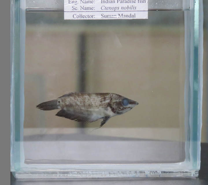 Indian Paradise fish (Ctenops nobilis)