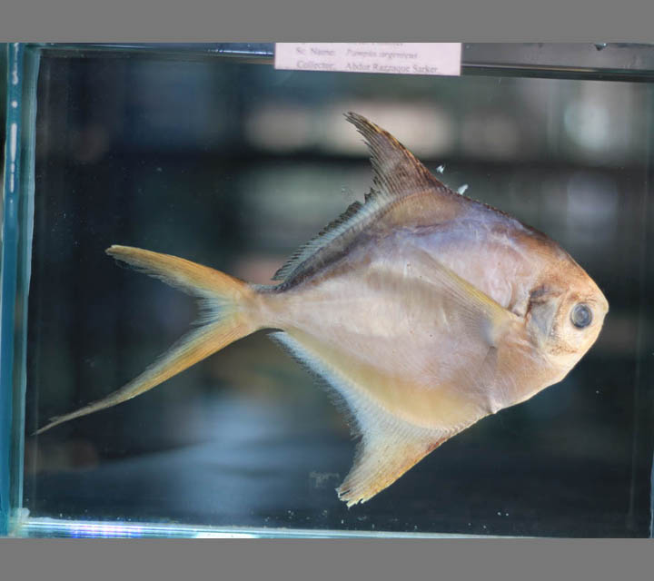 Silver Pomfret