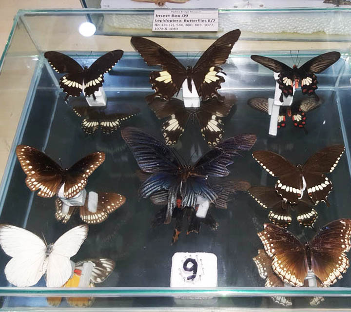Butterfly Moths collection