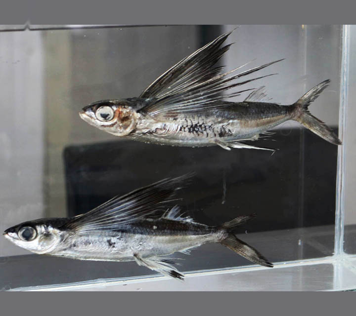 Flying Fish