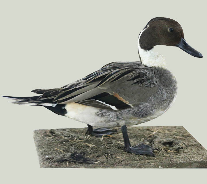 Northern Pintail