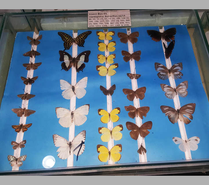 Butterfly Moths collection