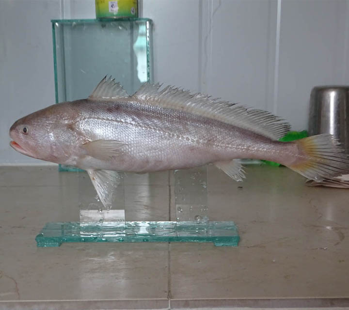Pama (Otolithodes pama )
