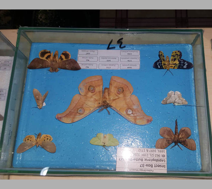Arthropods collection
