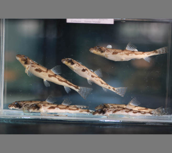 Gongota Loach