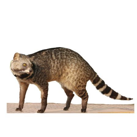 Large Indian Civet