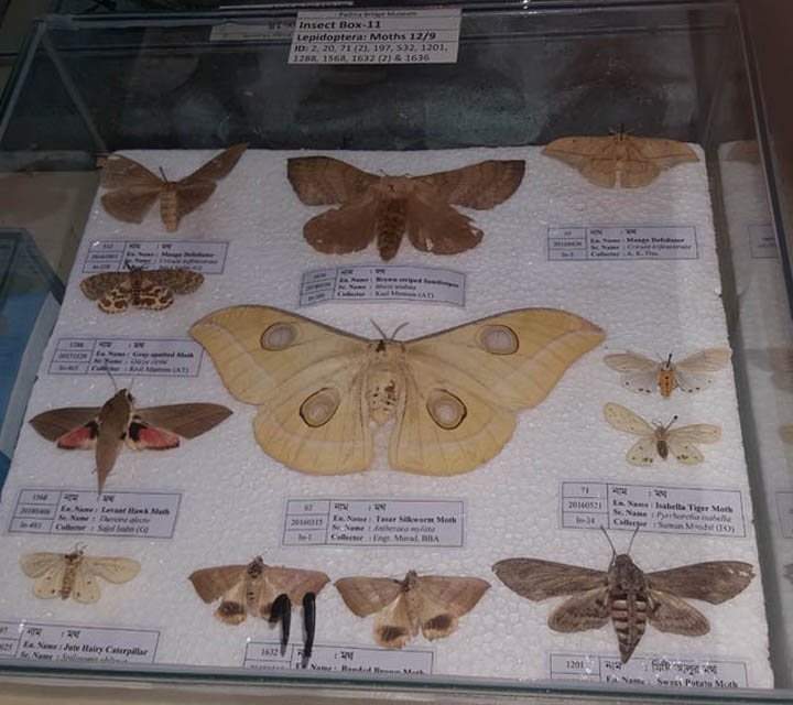 Butterfly Moths collection