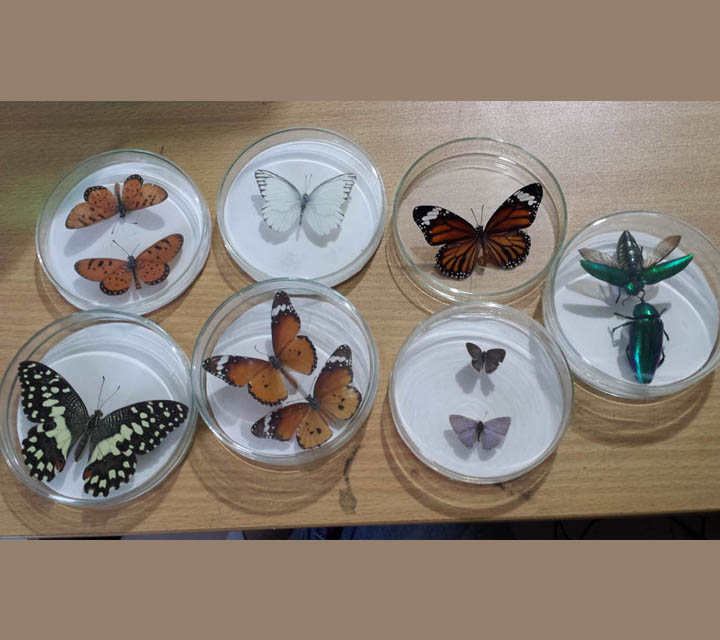 Butterfly Moths collection