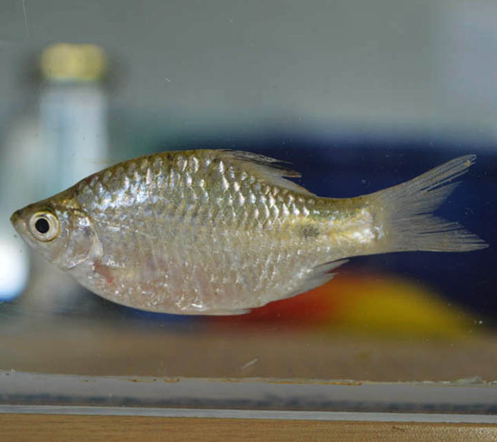 One Spot Barb (Puntius terio)