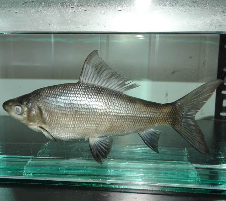 Kuria Labeo (Labeo gonius)