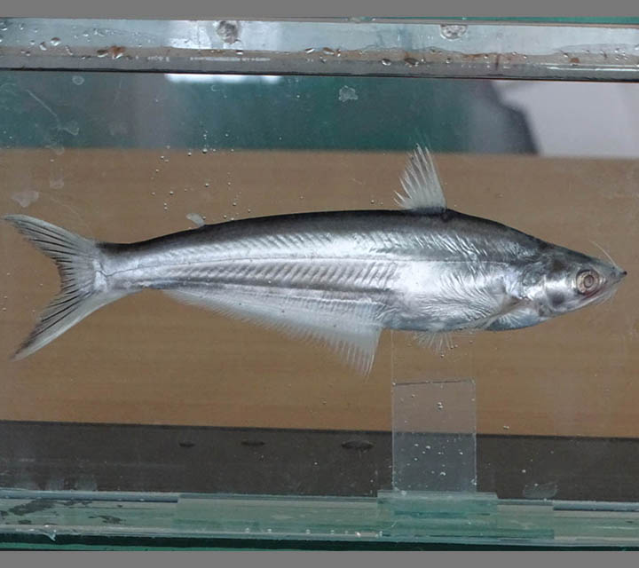 Bacha Catfish