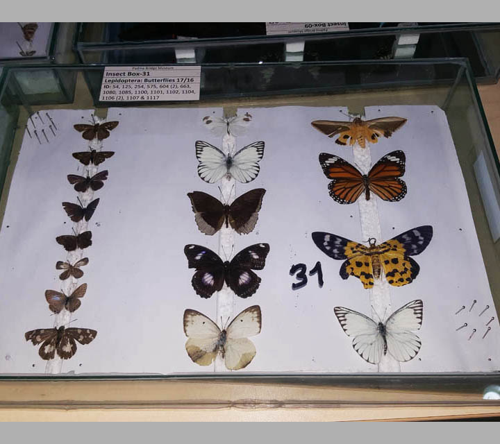 Arthropods collection
