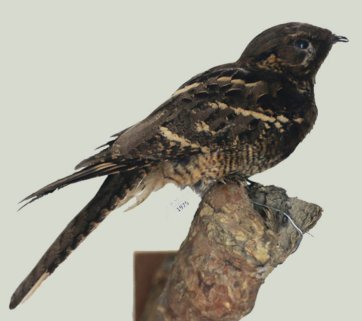 Bird collection