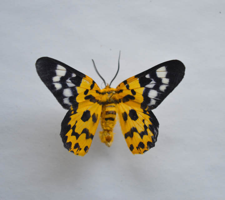 Butterfly Moths collection