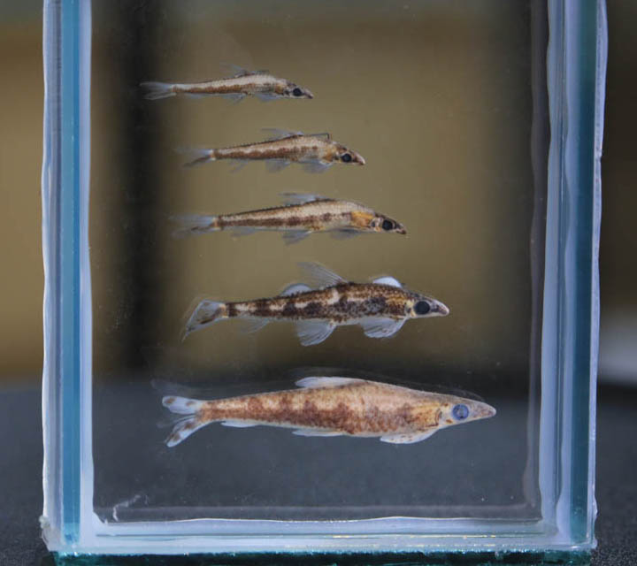 Minnow