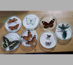 Arthropods-Collection-6