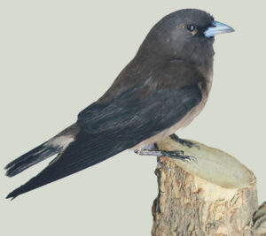 Ashy-Woodswallow