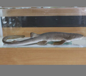 Bamboo-Shark