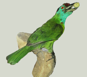 Blue-throated-Barbet