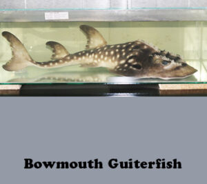 Bowmouth-Guiterfish