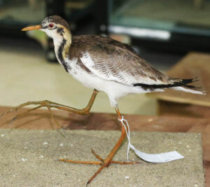 Bronze-winged-Jacana-baby