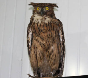 Brown-Fish-Owl